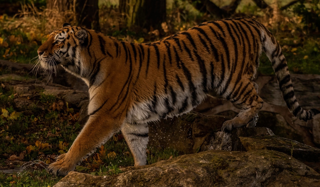 Большой мокрый тигр идет по камням