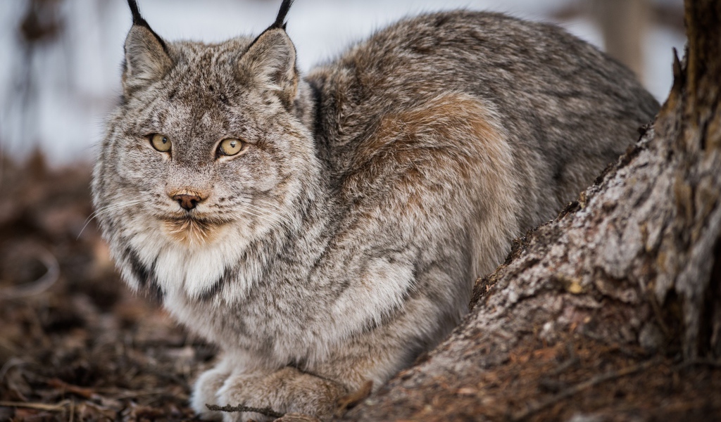 Большая дикая серая рысь у дерева