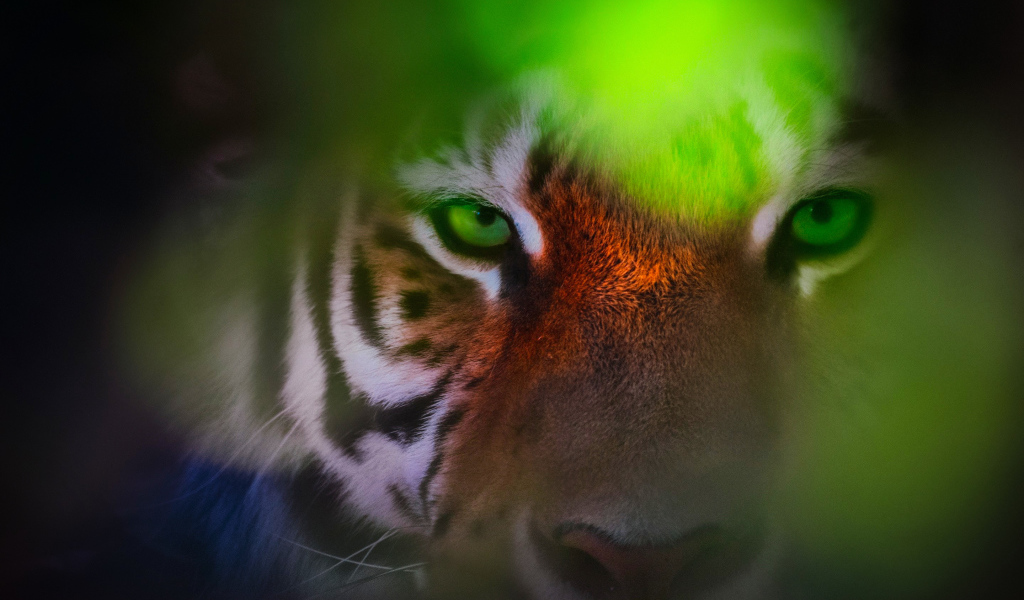 Морда зеленоглазого тигра крупным планом