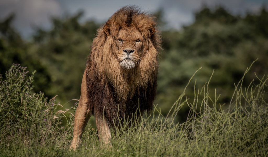 Свирепый лев в зеленой траве