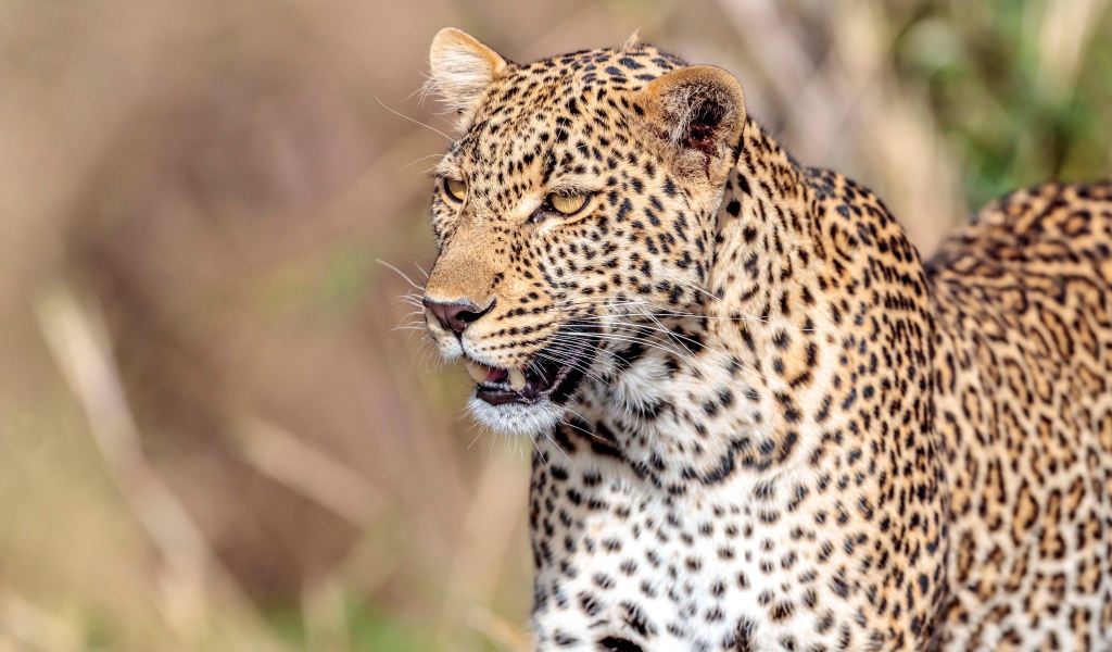 Большой пятнистый леопард с открытой пастью 
