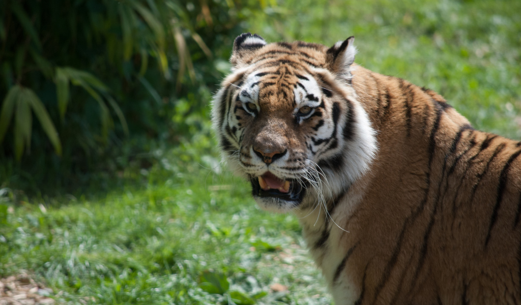 Большой полосатый тигр с острыми зубами
