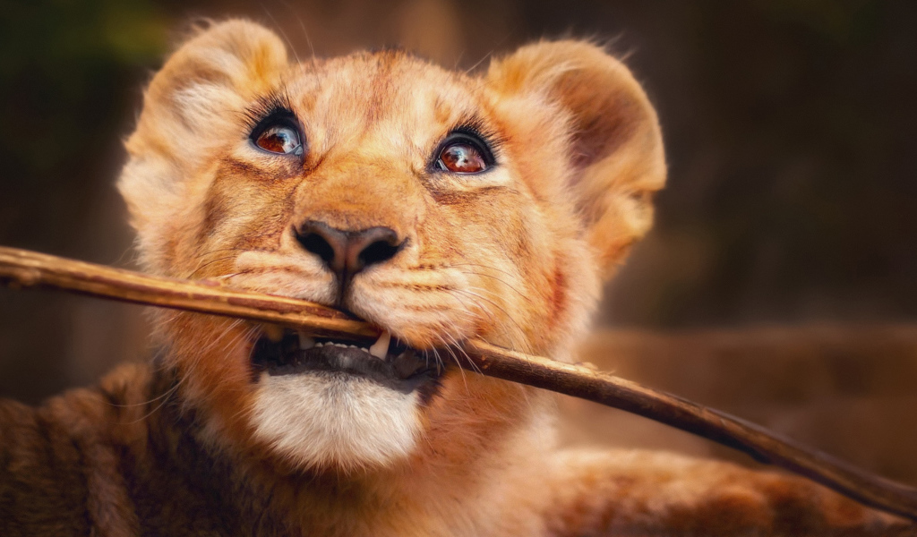 Маленький забавный львенок грызет ветку 