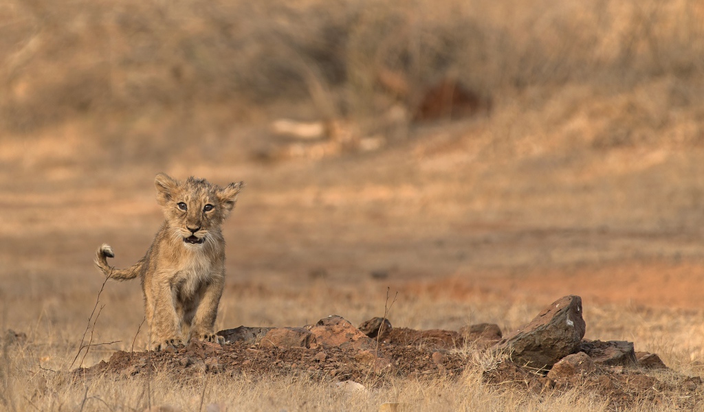 Маленький львенок в сухой саванне 