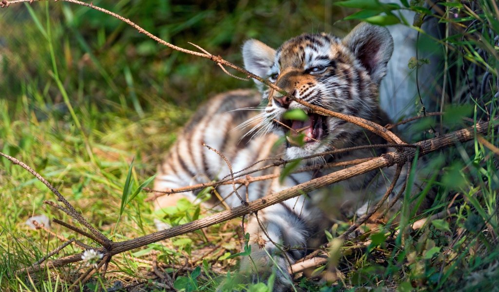 Маленький полосатый тигренок грызет ветку 