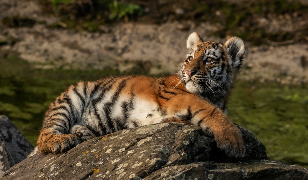 Маленький полосатый тигренок лежит на камне