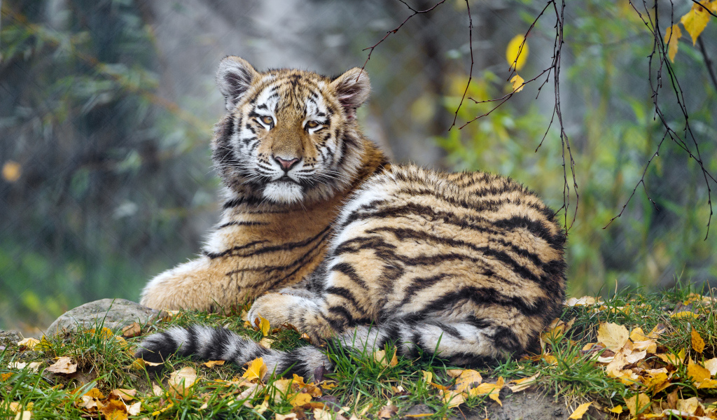 Маленький тигренок лежит на траве с опавшей листвой 