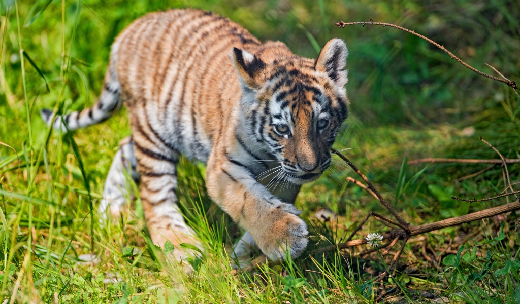 Маленький тигренок идет по зеленой траве
