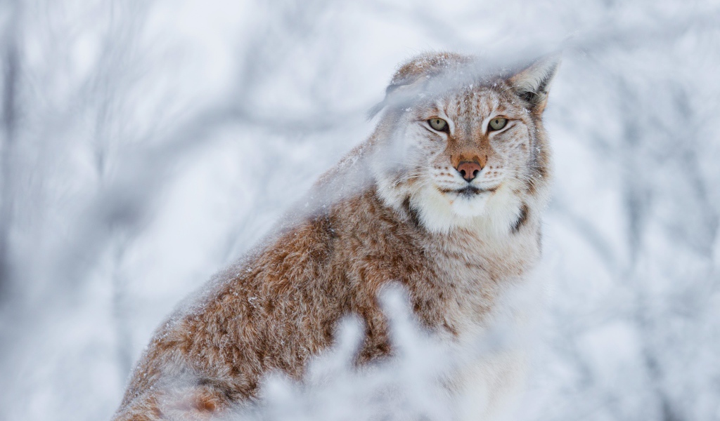 Lynx on the background of hoarfrost-covered branches