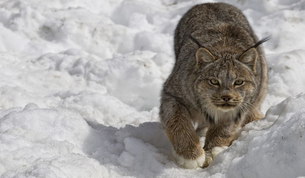 Рысь крадется по снегу зимой