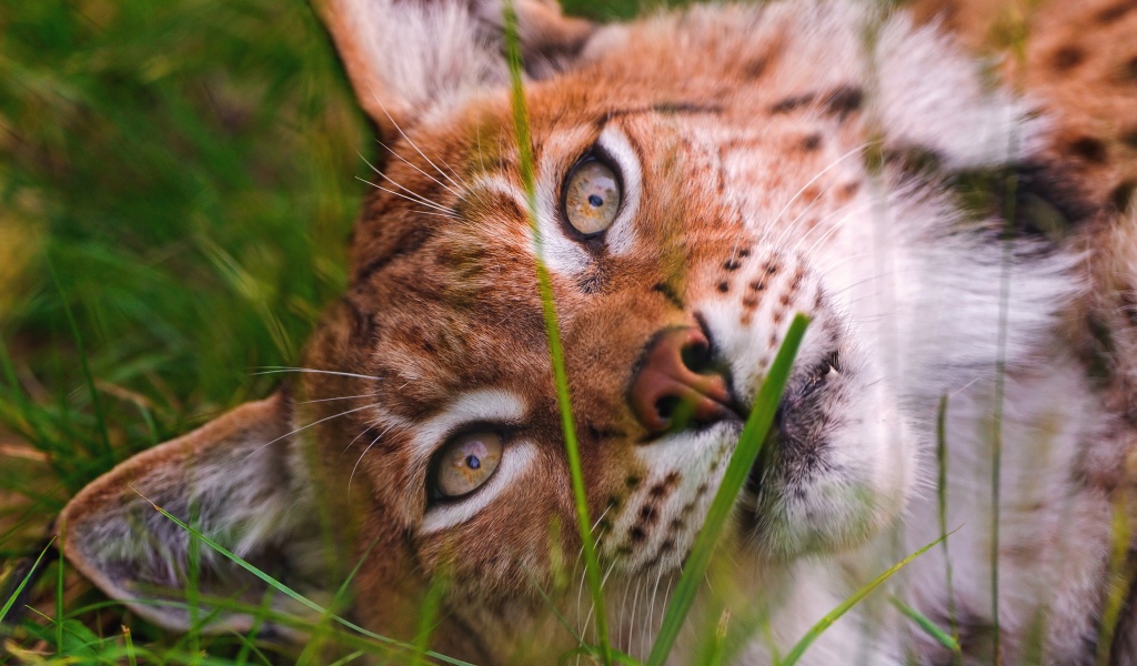 Морда рыси крупным планом на зеленой траве