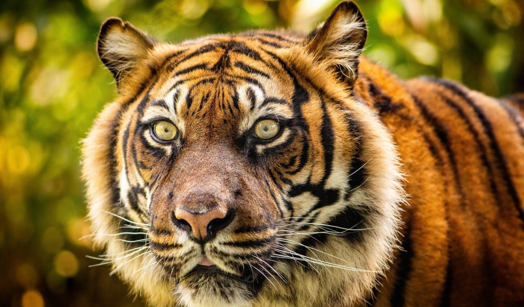 Морда большого полосатого тигра