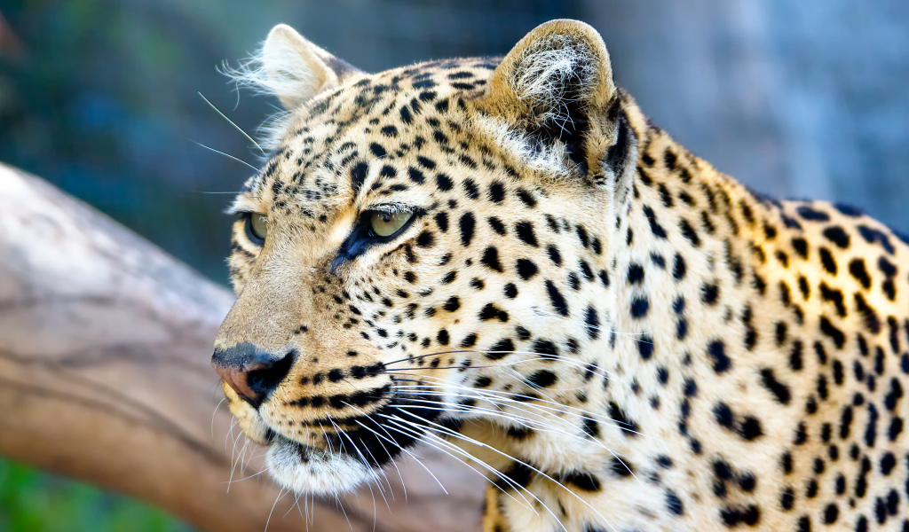 Морда пятнистого леопарда крупным планом