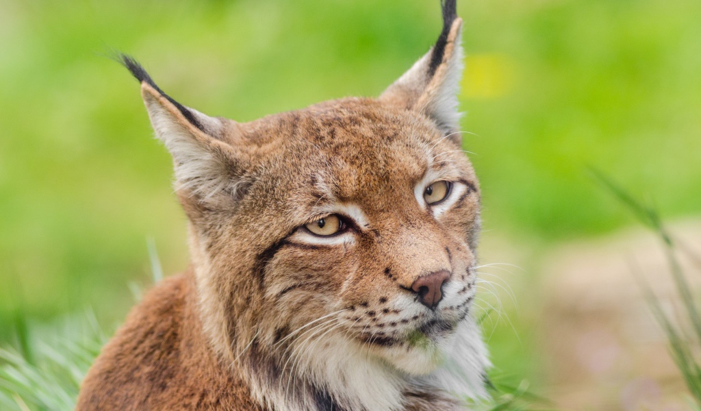 Грустная морда рыси крупным планом