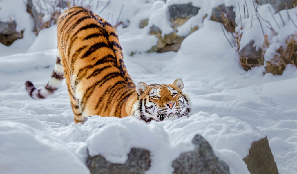 Satisfied striped big tiger in the snow