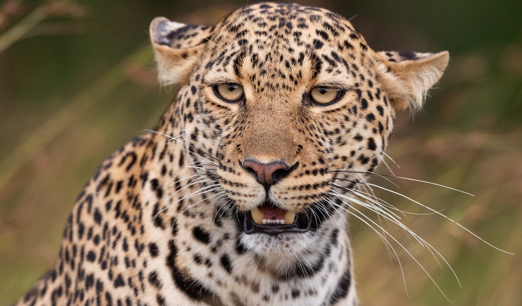 Пятнистый леопард прижал уши 