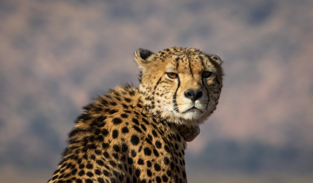 Пятнистый гепард на фоне неба