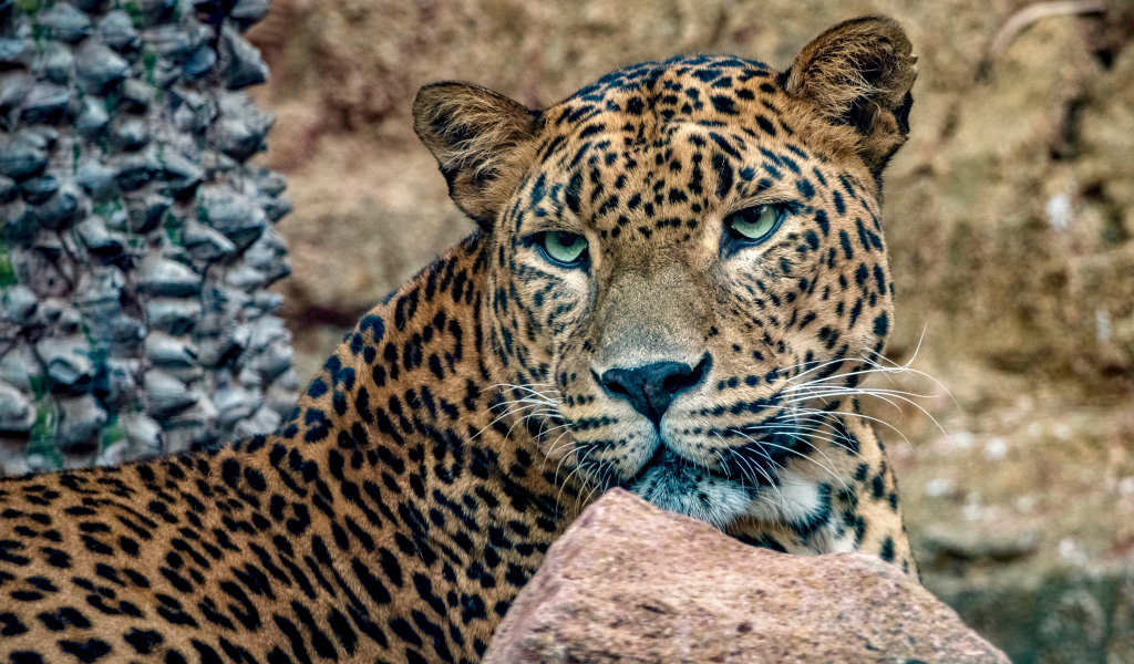 Пятнистый леопард с зелеными глазами лежит у камней
