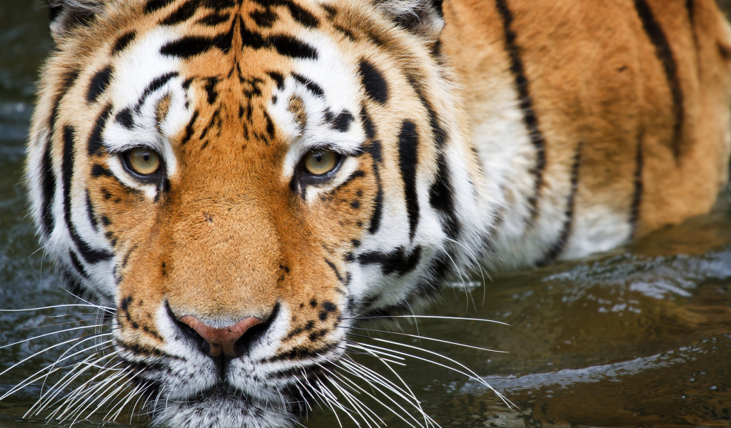 Полосатый тигр крупным планом в воде