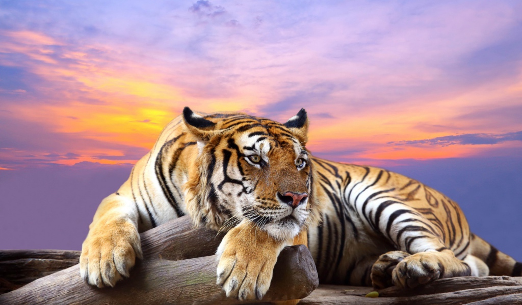 Полосатый тигр лежит сухом дереве на фоне красивого неба