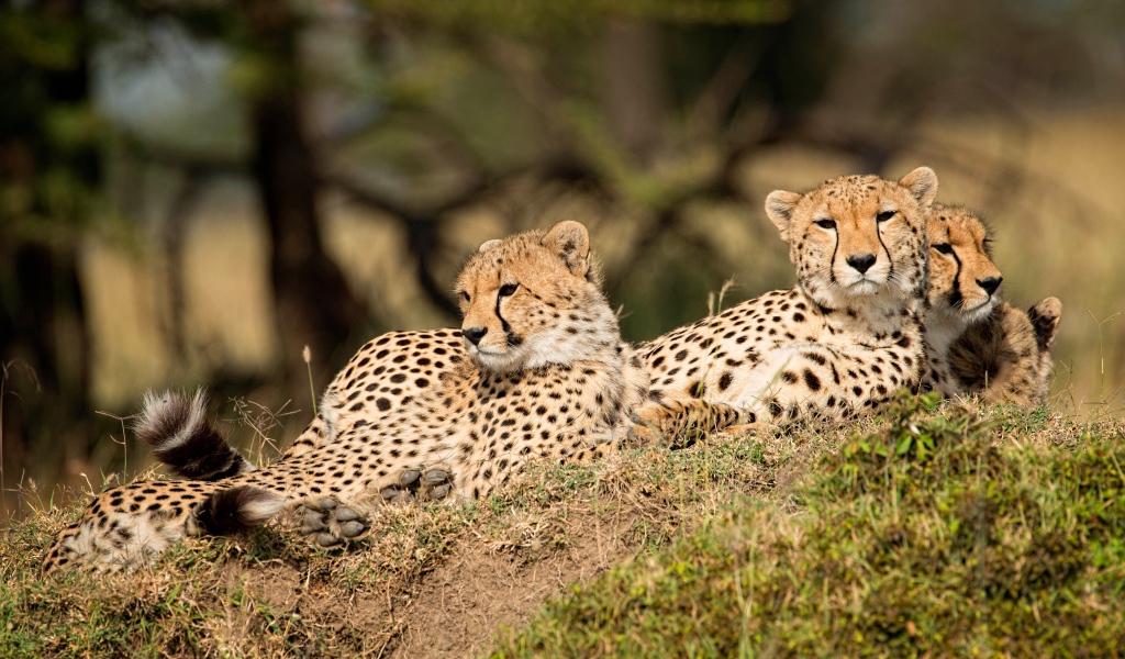 Три леопарда отдыхают на земле