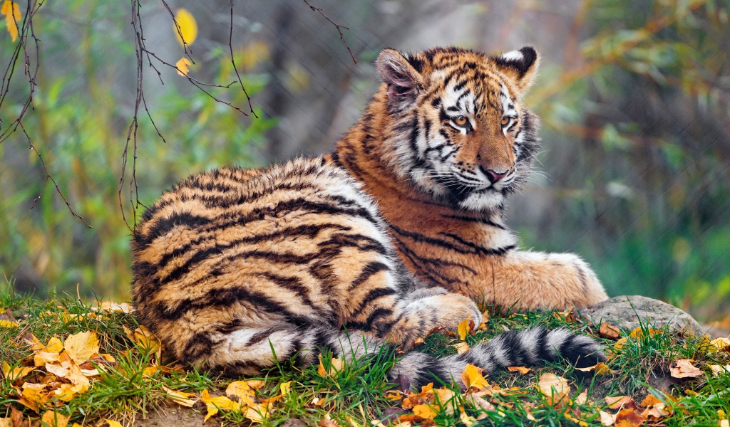 Тигр лежит на земле осенью 