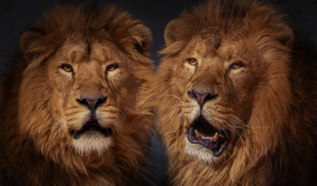 Два больших пушистых льва 