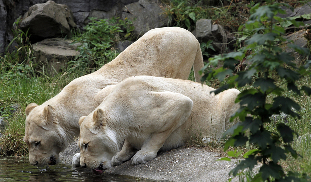 Две белые львицы у водопоя 