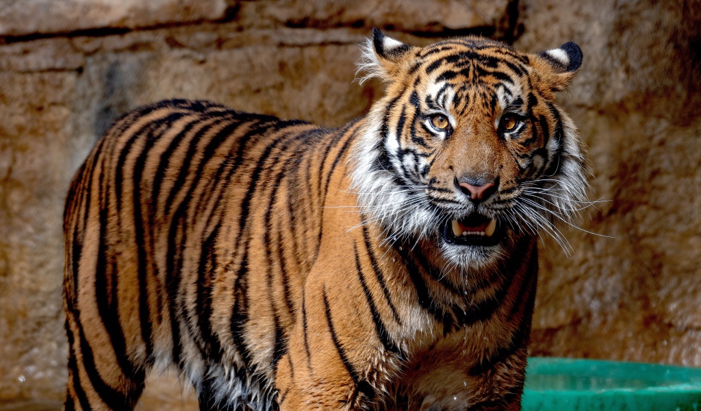Мокрый Суматранский тигр в зоопарке