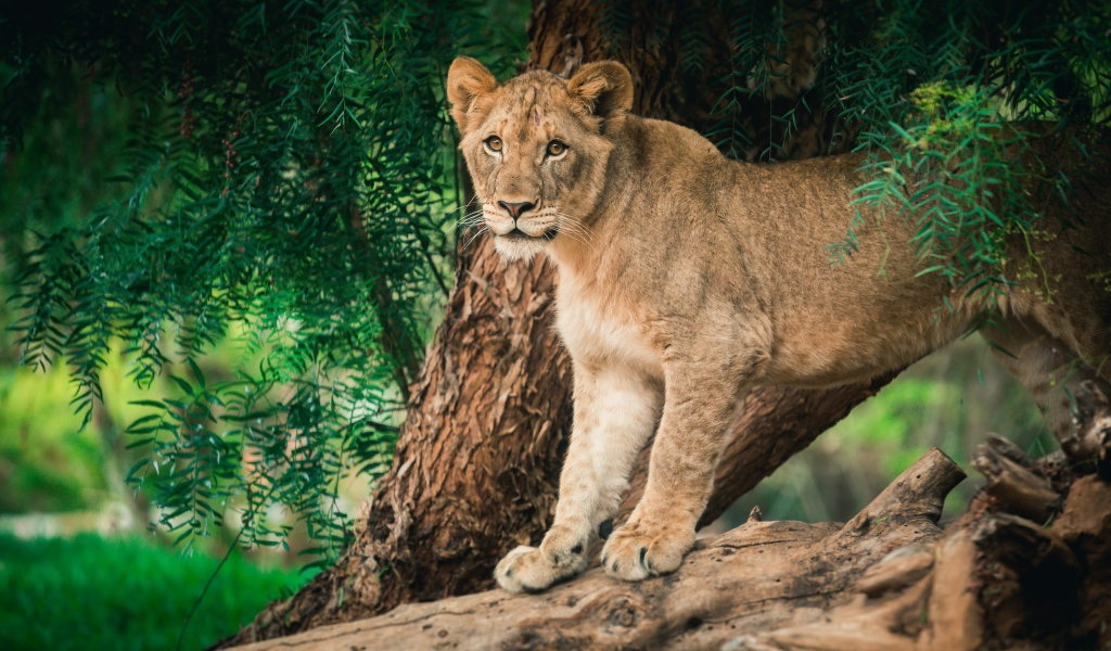 Молодая львица стоит на дереве 