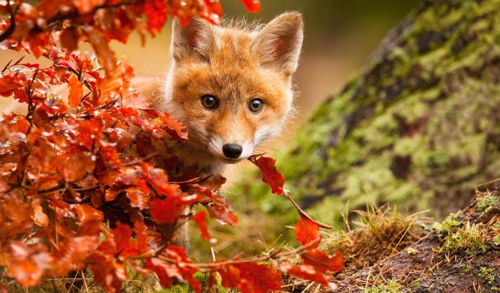 Маленький лисенок прячется в оранжевых листьях  осенью