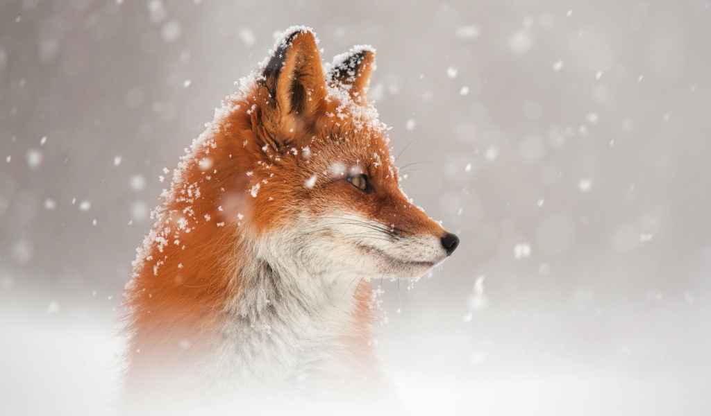 Red fox in the snow in winter