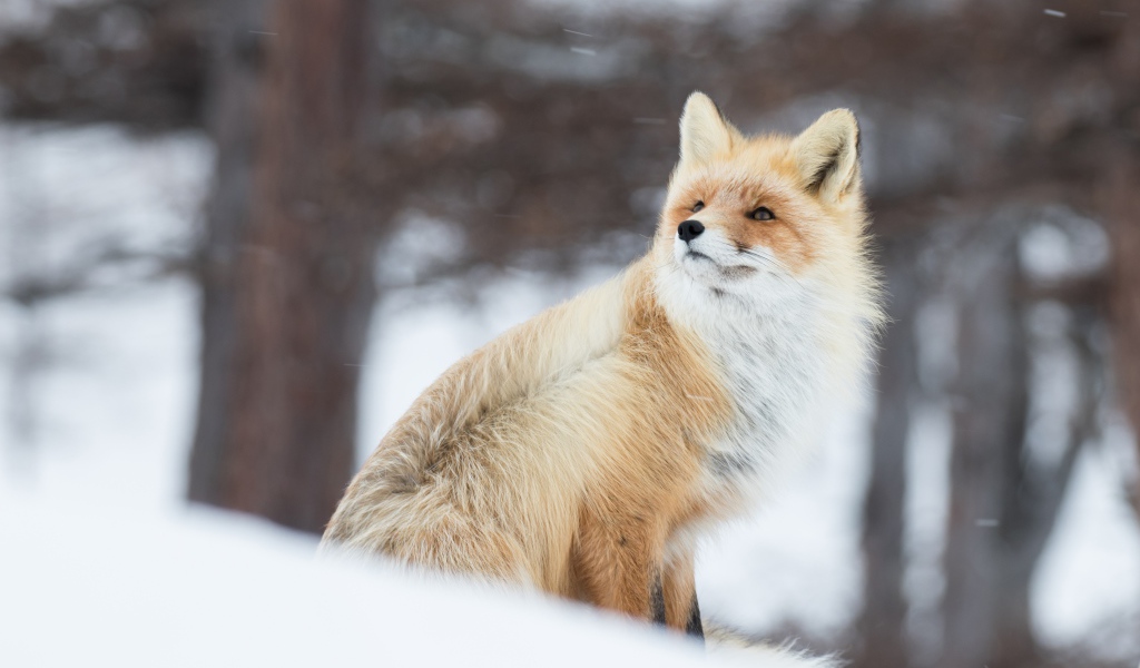 Рыжая лиса сидит на снегу 