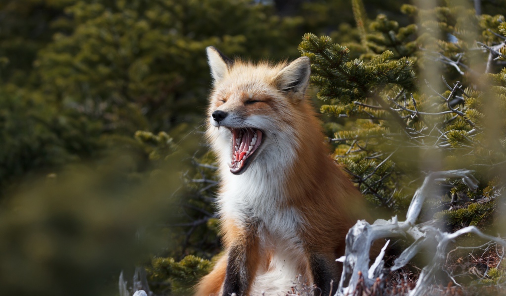 Рыжая лиса зевает в лесу у ели