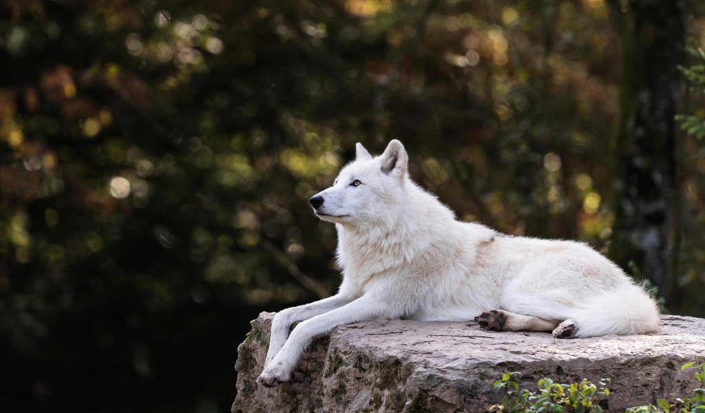 Большой белый волк лежит на камне 