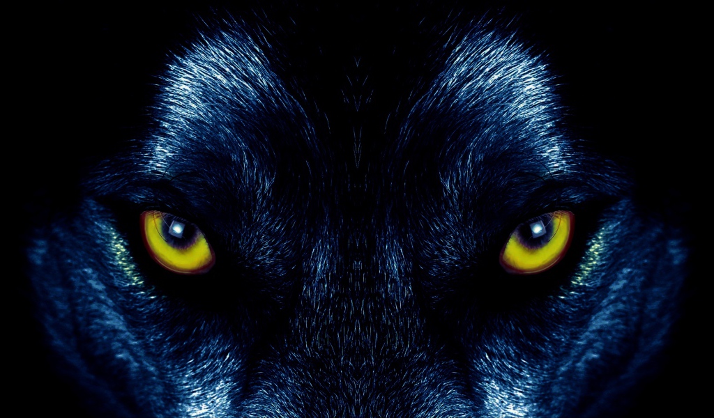 Желтые глаза черного волка крупным планом