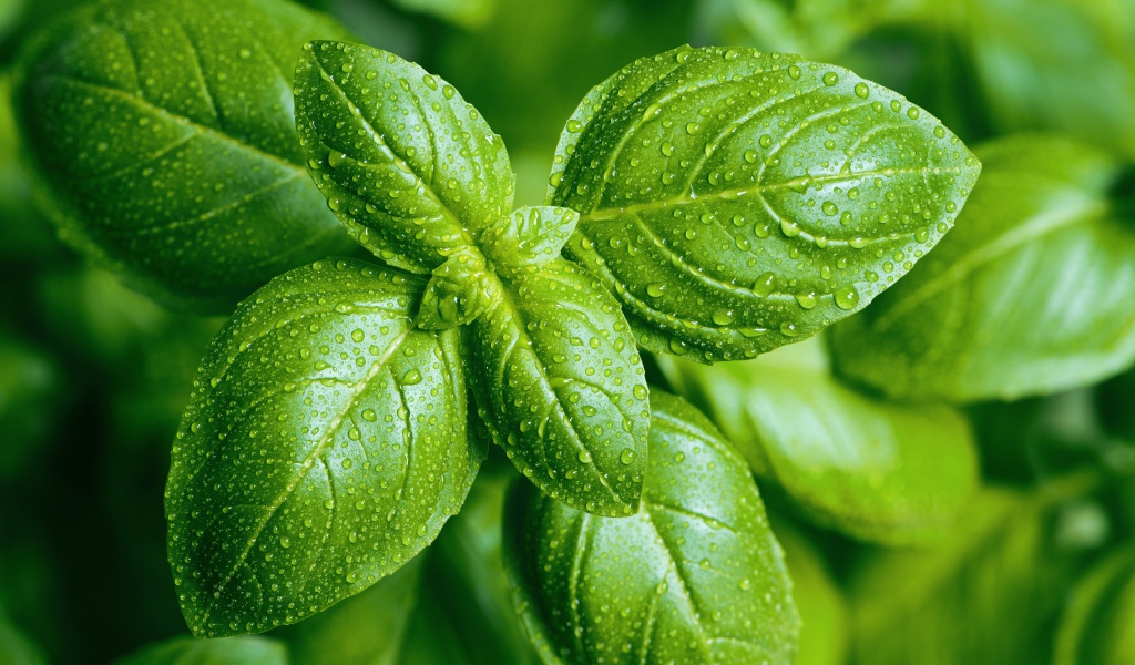 Зеленые листья базилика в каплях воды