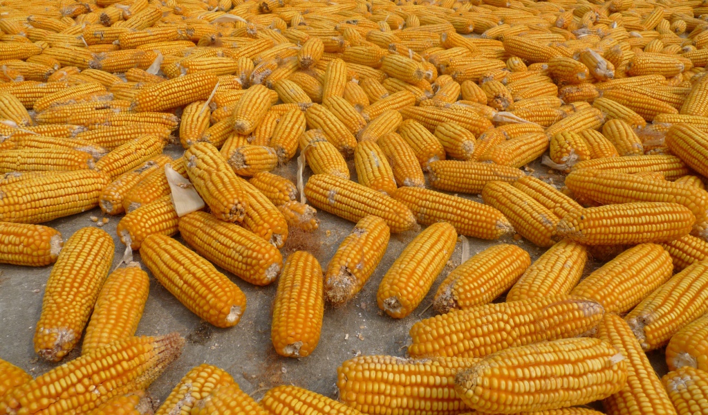 Много початков кукурузы на ферме