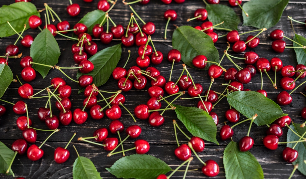 Много спелой черешни на столе с зелеными листьями