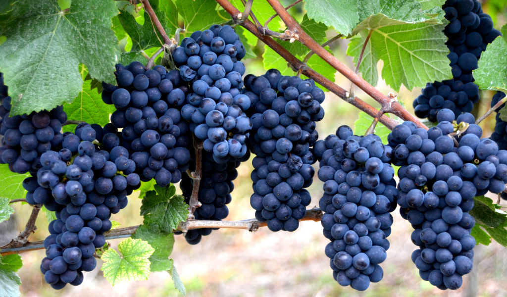 Красивые грозди синего винограда на лозе
