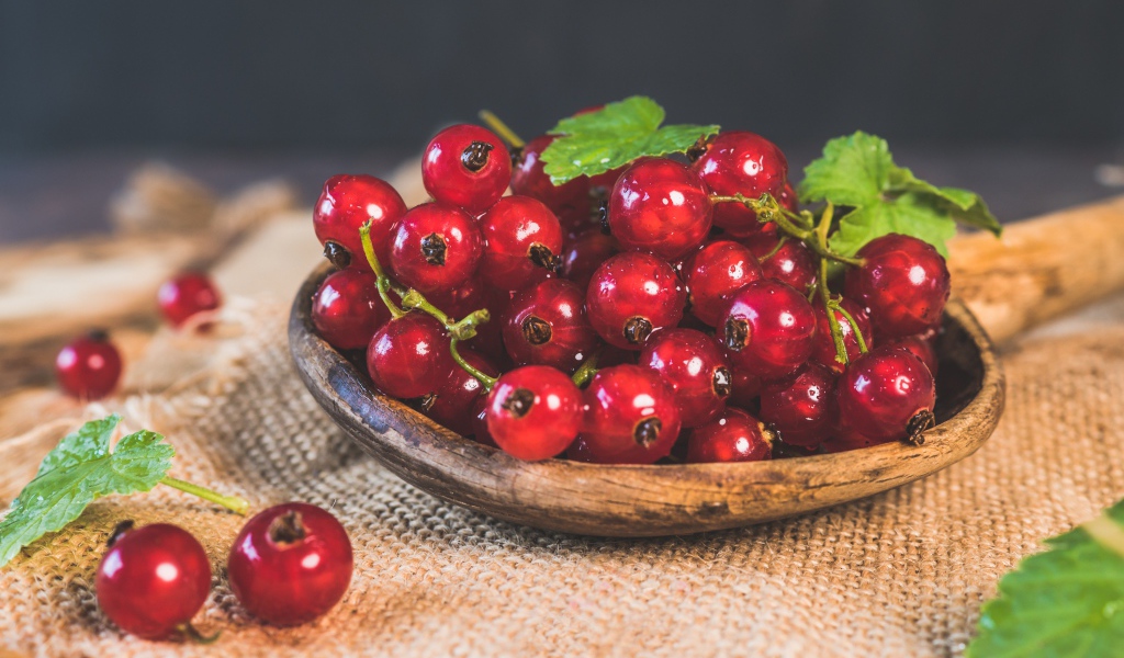 Красивая спелая красная смородина 