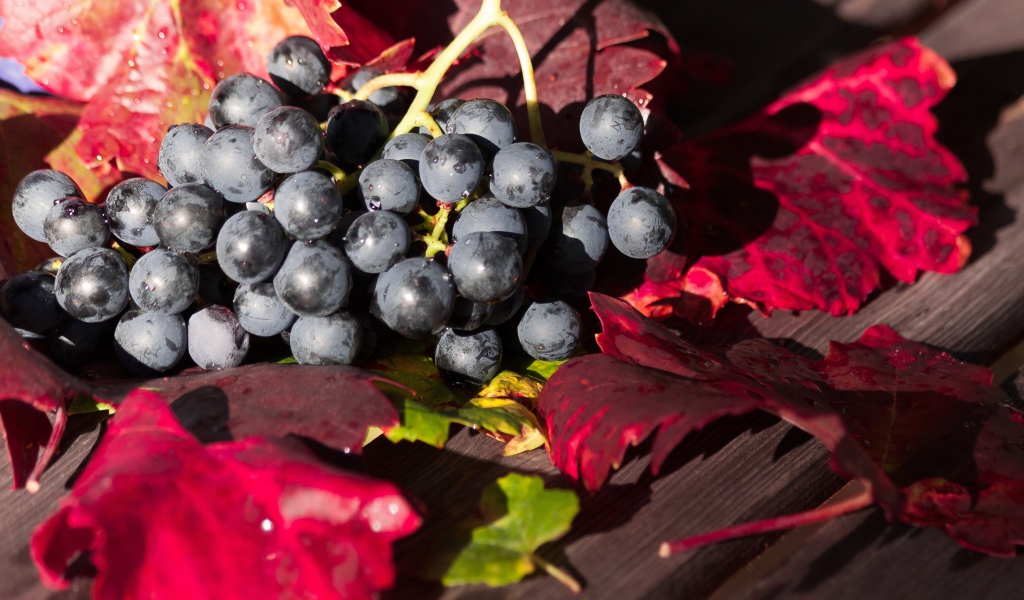 Синий виноград сидит на столе с красными листьями