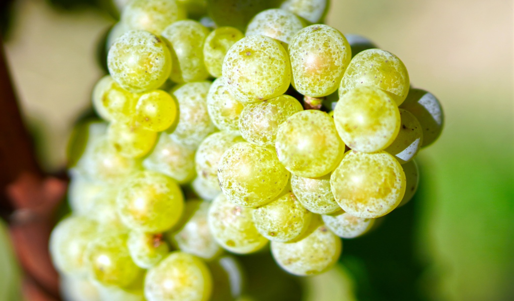 Гроздь круглого белого винограда крупным планом