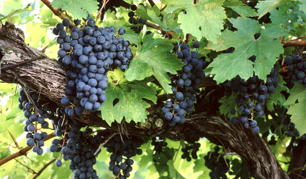 Большие гроздья синего винограда в зеленых листьях 