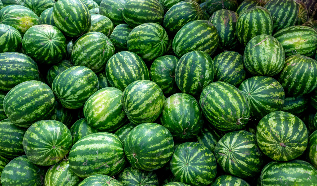 Много полосатых зеленых арбузов