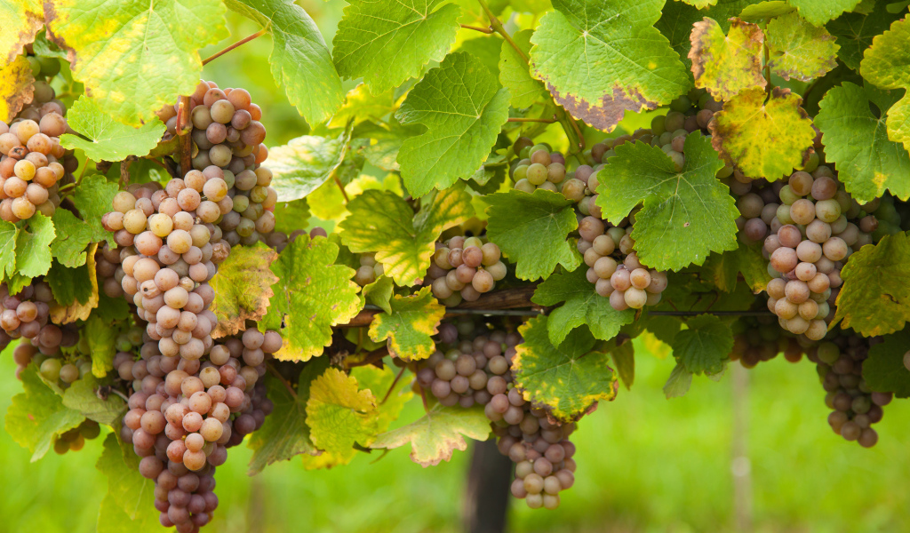 Розовый виноград в зеленых листьях на лозе