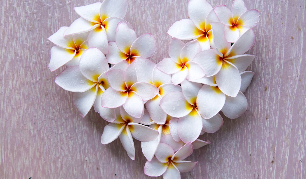 Сердце из белых цветов плюмерии на сером фоне