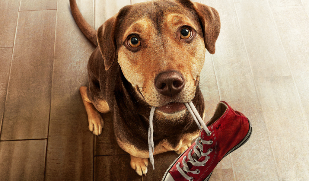 Пес с кроссовком во рту из фильма Путь домой, 2019