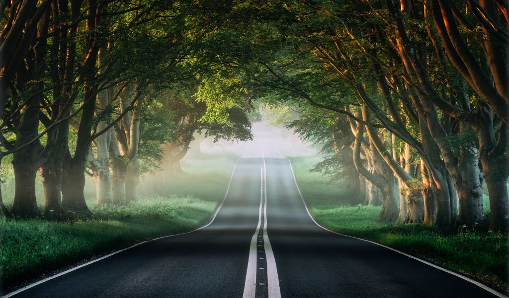 Асфальтированная дорога у зеленых деревьев летом