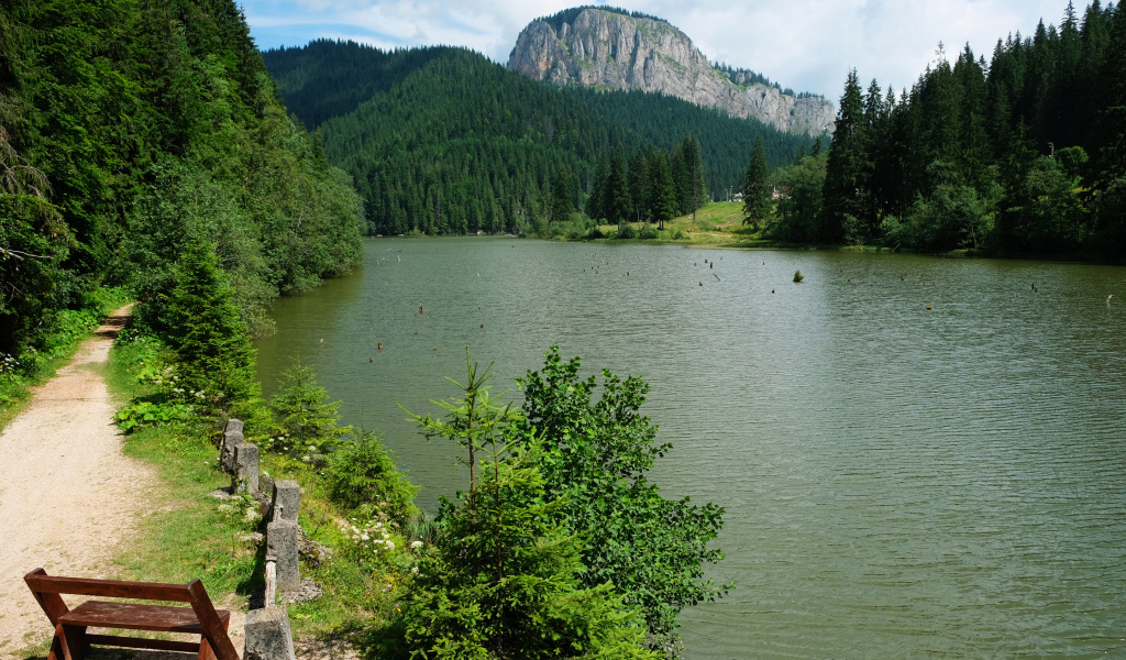 Лавка у горной реки у хвойного леса 